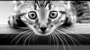 малой (3965 просмотров) <a class='original' href='./download/file.php?id=33941&mode=view' target=_blank>Загрузить оригинал (121.38 КБ)</a>