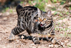 молодой (3965 просмотров) <a class='original' href='./download/file.php?id=33942&mode=view' target=_blank>Загрузить оригинал (162.43 КБ)</a>