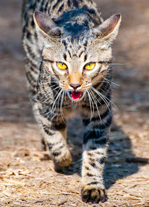 и красивый (3965 просмотров) <a class='original' href='./download/file.php?id=33943&mode=view' target=_blank>Загрузить оригинал (96.96 КБ)</a>