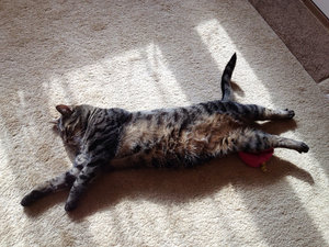 взрослый толстый красавец в своей обычной позе &quot;жрать/спать/срать&quot; :) (3965 просмотров) <a class='original' href='./download/file.php?id=33944&mode=view' target=_blank>Загрузить оригинал (179 КБ)</a>