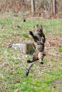 Ловлю, ловлю! (3913 просмотров) <a class='original' href='./download/file.php?id=34205&mode=view' target=_blank>Загрузить оригинал (157.39 КБ)</a>