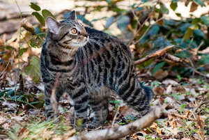 На прогулке (3913 просмотров) <a class='original' href='./download/file.php?id=34206&mode=view' target=_blank>Загрузить оригинал (271.62 КБ)</a>