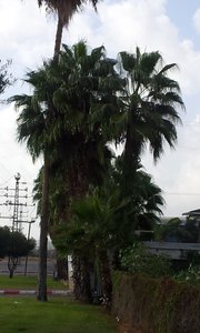 20141018_160654.jpg (2667 просмотров) <a class='original' href='./download/file.php?id=35215&mode=view' target=_blank>Загрузить оригинал (141.44 КБ)</a>