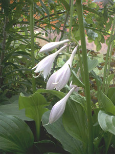 007-хоста.jpg (3507 просмотров) <a class='original' href='./download/file.php?id=38306&mode=view' target=_blank>Загрузить оригинал (282.06 КБ)</a>