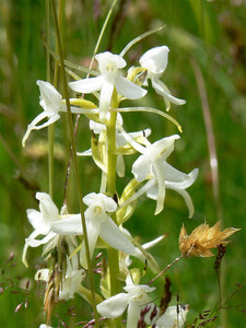 011-орхидеи2.jpg (3375 просмотров) <a class='original' href='./download/file.php?id=38314&mode=view' target=_blank>Загрузить оригинал (279.89 КБ)</a>