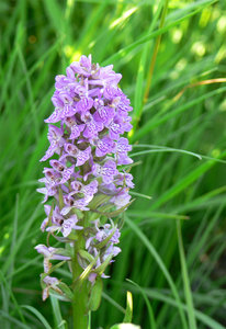 003-орхидеи.jpg (3375 просмотров) <a class='original' href='./download/file.php?id=38315&mode=view' target=_blank>Загрузить оригинал (530.96 КБ)</a>