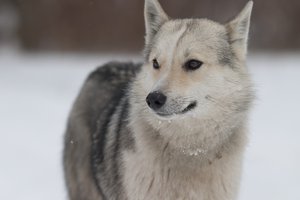 CRW_6406.jpg (3318 просмотров) <a class='original' href='./download/file.php?id=38346&mode=view' target=_blank>Загрузить оригинал (145.09 КБ)</a>