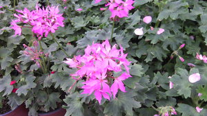 IMG_20140423_144851.jpg (3297 просмотров) <a class='original' href='./download/file.php?id=38353&mode=view' target=_blank>Загрузить оригинал (912.39 КБ)</a>