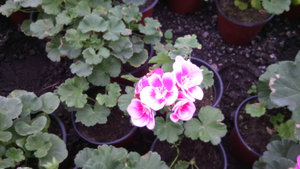 IMG_20140423_144908.jpg (3297 просмотров) <a class='original' href='./download/file.php?id=38354&mode=view' target=_blank>Загрузить оригинал (658.14 КБ)</a>