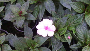 IMG_20140423_144936.jpg (3297 просмотров) <a class='original' href='./download/file.php?id=38357&mode=view' target=_blank>Загрузить оригинал (856.43 КБ)</a>