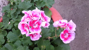 IMG_20140423_145017.jpg (3297 просмотров) <a class='original' href='./download/file.php?id=38360&mode=view' target=_blank>Загрузить оригинал (714.41 КБ)</a>