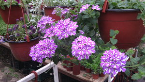 IMG_20140423_145137.jpg (3297 просмотров) <a class='original' href='./download/file.php?id=38362&mode=view' target=_blank>Загрузить оригинал (991.23 КБ)</a>