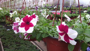 IMG_20140423_145218.jpg (3297 просмотров) <a class='original' href='./download/file.php?id=38366&mode=view' target=_blank>Загрузить оригинал (918.66 КБ)</a>