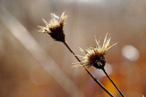 CRW_6201.jpg (3286 просмотров) <a class='original' href='./download/file.php?id=38368&mode=view' target=_blank>Загрузить оригинал (128.96 КБ)</a>