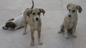 IMG_2417.JPG (3249 просмотров) <a class='original' href='./download/file.php?id=38387&mode=view' target=_blank>Загрузить оригинал (2.26 МБ)</a>