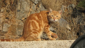 IMG_2406.JPG (3246 просмотров) <a class='original' href='./download/file.php?id=38389&mode=view' target=_blank>Загрузить оригинал (2.97 МБ)</a>