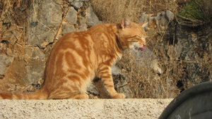 IMG_2407.JPG (3246 просмотров) <a class='original' href='./download/file.php?id=38390&mode=view' target=_blank>Загрузить оригинал (2.95 МБ)</a>