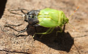 03-002.jpg (3241 просмотр) <a class='original' href='./download/file.php?id=38392&mode=view' target=_blank>Загрузить оригинал (114.05 КБ)</a>