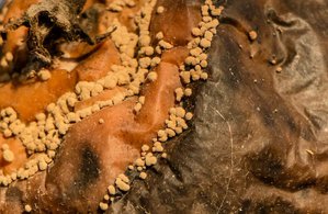 03-005.jpg (3241 просмотр) <a class='original' href='./download/file.php?id=38395&mode=view' target=_blank>Загрузить оригинал (130.53 КБ)</a>