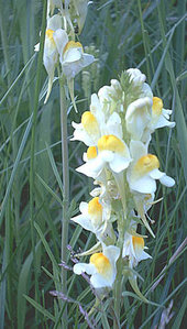 цветы13.jpg (3224 просмотра) <a class='original' href='./download/file.php?id=38404&mode=view' target=_blank>Загрузить оригинал (39.75 КБ)</a>