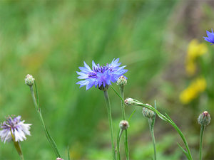 цг04.jpg (3224 просмотра) <a class='original' href='./download/file.php?id=38405&mode=view' target=_blank>Загрузить оригинал (53.71 КБ)</a>