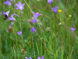 004-колокольчики.jpg (3224 просмотра) <a class='original' href='./download/file.php?id=38406&mode=view' target=_blank>Загрузить оригинал (450.17 КБ)</a>