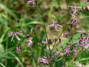 008-паутинка.jpg (3224 просмотра) <a class='original' href='./download/file.php?id=38407&mode=view' target=_blank>Загрузить оригинал (322.87 КБ)</a>