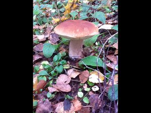 image.jpg (2583 просмотра) <a class='original' href='./download/file.php?id=38415&mode=view' target=_blank>Загрузить оригинал (216.39 КБ)</a>