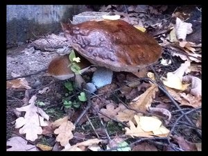 image.jpg (2583 просмотра) <a class='original' href='./download/file.php?id=38416&mode=view' target=_blank>Загрузить оригинал (332.2 КБ)</a>