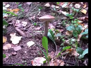 image.jpg (2583 просмотра) <a class='original' href='./download/file.php?id=38417&mode=view' target=_blank>Загрузить оригинал (363.25 КБ)</a>