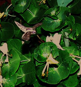 оно.JPG (2538 просмотров) <a class='original' href='./download/file.php?id=38452&mode=view' target=_blank>Загрузить оригинал (112.16 КБ)</a>