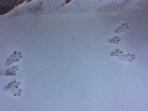 image.jpg (2484 просмотра) <a class='original' href='./download/file.php?id=38474&mode=view' target=_blank>Загрузить оригинал (137.54 КБ)</a>