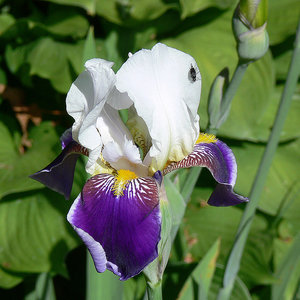 Ирис02.jpg (2098 просмотров) <a class='original' href='./download/file.php?id=38490&mode=view' target=_blank>Загрузить оригинал (284.28 КБ)</a>