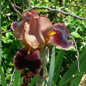 P1090503.jpg (2098 просмотров) <a class='original' href='./download/file.php?id=38491&mode=view' target=_blank>Загрузить оригинал (351.66 КБ)</a>