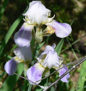 P1090504.jpg (2098 просмотров) <a class='original' href='./download/file.php?id=38492&mode=view' target=_blank>Загрузить оригинал (401.91 КБ)</a>