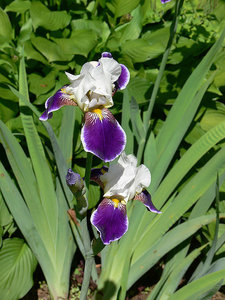 P1090505.jpg (2098 просмотров) <a class='original' href='./download/file.php?id=38493&mode=view' target=_blank>Загрузить оригинал (223.42 КБ)</a>