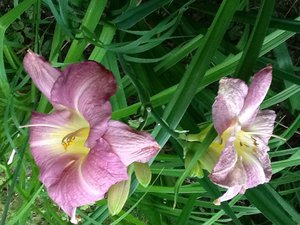 image.jpg (2090 просмотров) <a class='original' href='./download/file.php?id=38500&mode=view' target=_blank>Загрузить оригинал (272.18 КБ)</a>