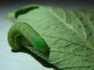 Фото00003.jpg (2022 просмотра) <a class='original' href='./download/file.php?id=38557&mode=view' target=_blank>Загрузить оригинал (481.38 КБ)</a>