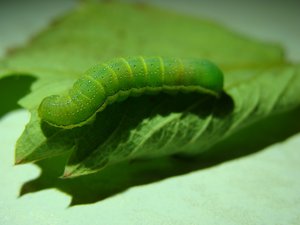 Фото00004.jpg (2022 просмотра) <a class='original' href='./download/file.php?id=38558&mode=view' target=_blank>Загрузить оригинал (429.34 КБ)</a>