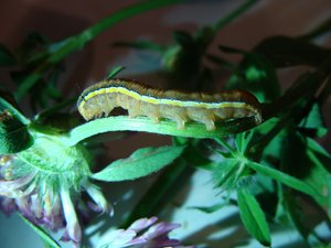 Фото00005.jpg (2022 просмотра) <a class='original' href='./download/file.php?id=38559&mode=view' target=_blank>Загрузить оригинал (515.5 КБ)</a>