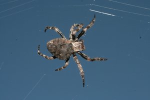 Фото00006.jpg (2022 просмотра) <a class='original' href='./download/file.php?id=38560&mode=view' target=_blank>Загрузить оригинал (436.98 КБ)</a>