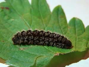 Фото00009.jpg (2022 просмотра) <a class='original' href='./download/file.php?id=38563&mode=view' target=_blank>Загрузить оригинал (558.89 КБ)</a>