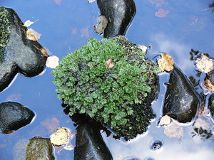 камень в реке.jpg (2562 просмотра) <a class='original' href='./download/file.php?id=38612&mode=view' target=_blank>Загрузить оригинал (342.84 КБ)</a>