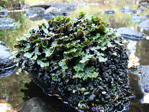 камень в реке - 2.jpg (2562 просмотра) <a class='original' href='./download/file.php?id=38613&mode=view' target=_blank>Загрузить оригинал (357.77 КБ)</a>