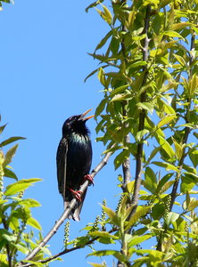 скворец01.jpg (2554 просмотра) <a class='original' href='./download/file.php?id=38615&mode=view' target=_blank>Загрузить оригинал (488.95 КБ)</a>