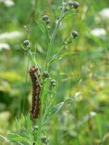 гусеница.jpg (2554 просмотра) <a class='original' href='./download/file.php?id=38617&mode=view' target=_blank>Загрузить оригинал (444.83 КБ)</a>