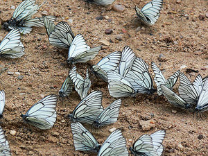 120610-05m.jpg (2509 просмотров) <a class='original' href='./download/file.php?id=38788&mode=view' target=_blank>Загрузить оригинал (112.78 КБ)</a>