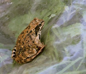 06-006.jpg (2439 просмотров) <a class='original' href='./download/file.php?id=38842&mode=view' target=_blank>Загрузить оригинал (135.88 КБ)</a>