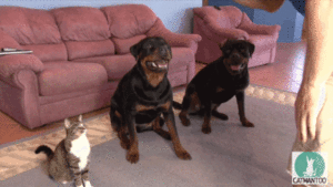 doc170717318_365804006.gif (1342 просмотра) <a class='original' href='./download/file.php?id=43055&mode=view' target=_blank>Загрузить оригинал (4.97 МБ)</a>