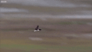 1425454559-7e443f3295258033a820774141fc7c8e.gif (1368 просмотров) <a class='original' href='./download/file.php?id=44535&mode=view' target=_blank>Загрузить оригинал (1.98 МБ)</a>